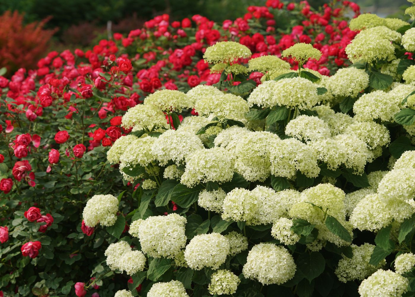 Blooms for Every Garden