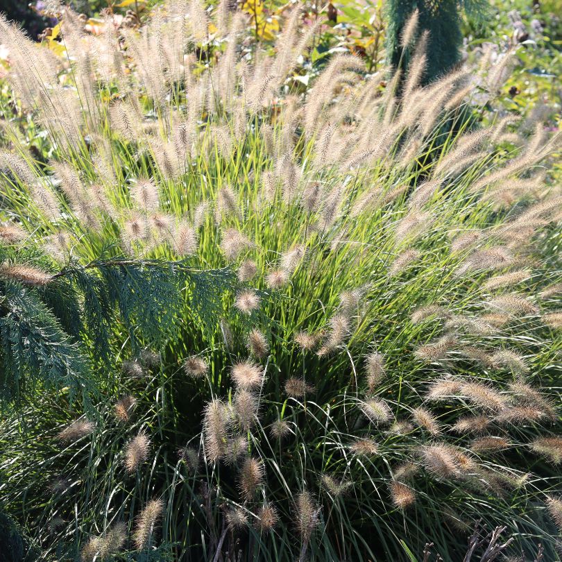 Ornamental Grass