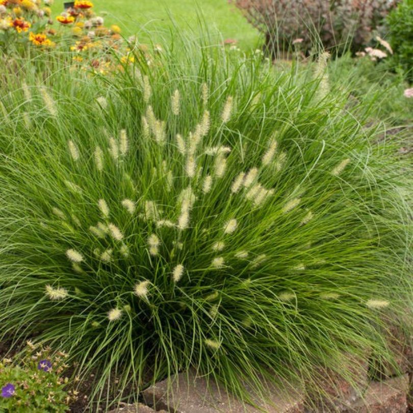 New Plants For Your Hydrangea Garden