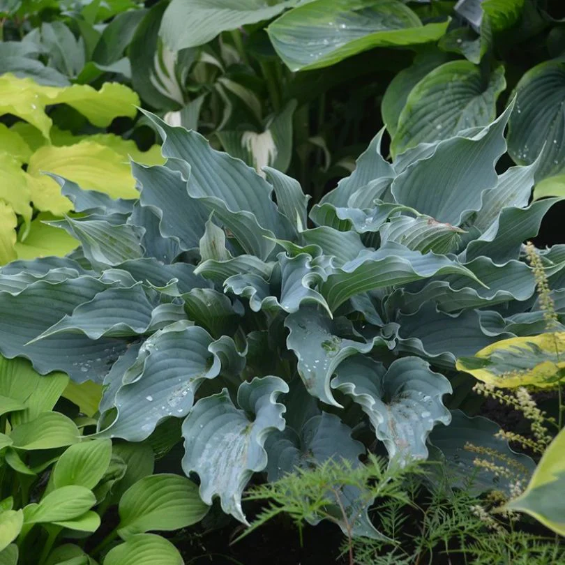 All Plants